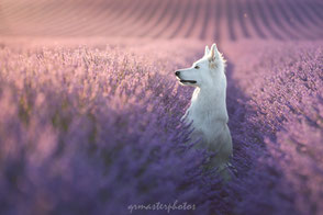 workshop canin Audrey Bellot Berger Blanc Suisse Valensole champs de lavande BBS