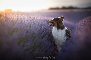 sunset couché de soleil workshop canin Audrey Bellot Valensole champs de lavande