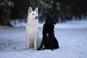 Workshop Audrey Bellot pratice photos canin grenoble BBS Berger blanc suisse