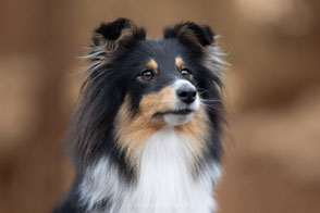 Workshop canin  Paris foret fontainebleau Berger des Shetland 