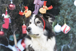 photographe canin noel lyon isere