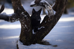 Workshop canin grenoble chiens groupe photos 