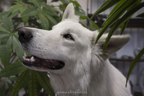 Bourgoin Jallieu Artisan Fleuriste BBS photo canin boutique