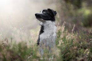 Workshop canin pratice Paris Eden Photography & Piktures Arts foret fontainebleau border collie