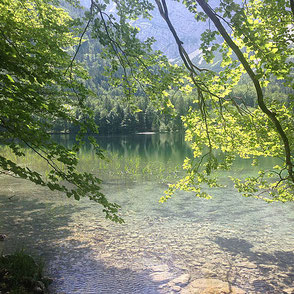 Grüne Zweige und Wasserspiegelung am vorderen Langbathsee in Ebensee in Oberösterreich