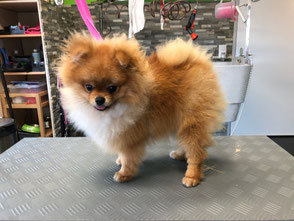 Vor Und Nach Dem Dogstyling Dogstylist Webseite