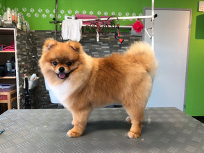 Vor Und Nach Dem Dogstyling Dogstylist Webseite