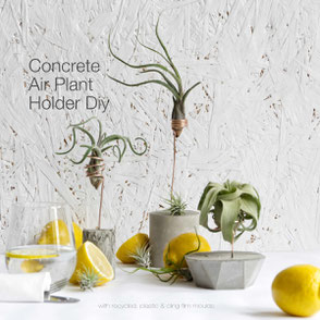 DIY Concrete Air Plant Holder Tutorial By PASiNGA