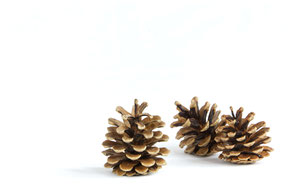 Large Pine Cones for PASiNGA home decor DIY