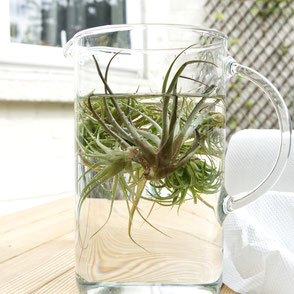 How to revive your Air Plant after the summer holidays by PASiNGA blog