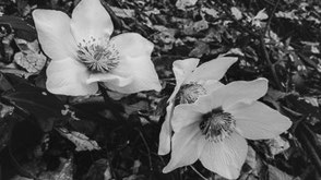 Foto macro in bianco e nero di fiori di montagna (Helleborus niger)