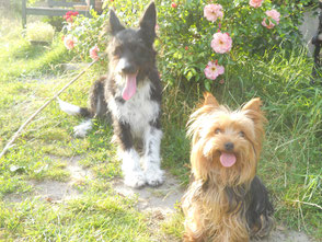 vorderer Hund gut belichtet und scharf, hinterer Hund leicht unscharf