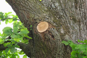 Taille, élagage d'arbre sur Aix les Bains, en Savoie