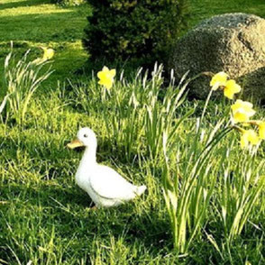 Frühling in meinem Garten