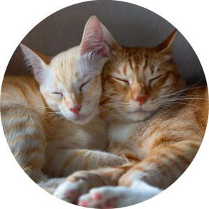 2 weiß-rot getigerte Katzen kuscheln.