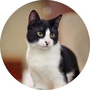 Schwarz-weiße Katze.