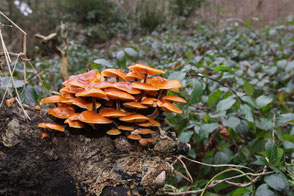 Samtfussruebling  ©Hopf Dieter, LBV Bildarchiv