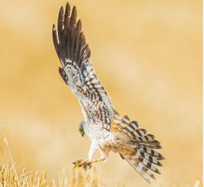 Wiesenweihe ©Stefan Deinzer; LBV Bildarchiv