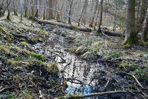 Buttendorfer Wald  ©Maximilian Hetzer