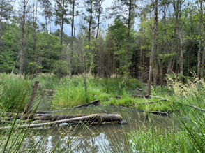 Buttendorfer Wald  ©Maximilian Hetzer