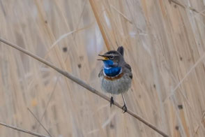 Blaukehlchen ©Herbert Nitsche