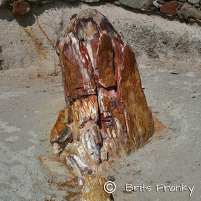 Petrified Forest Lesvos Greece
