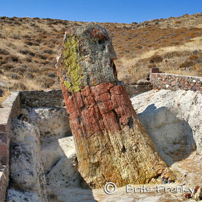 Petrified Forest Lesvos Greece