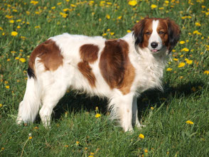 Kooiker From Joyfull Mountain Coote Schmidts Webseite