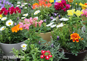 花とハーブの生産直売の宮子花園が、四季折々の花やハーブをご紹介するほか、お店の最新情報をお知らせします。