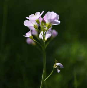 Wiesenschaumkraut