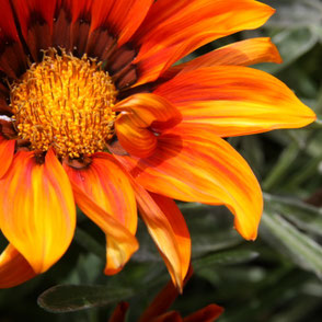 orangefarbene Blume