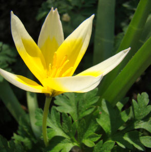 Tulpe