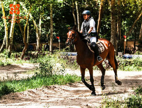 タイの乗馬の写真