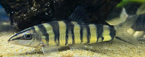 Kansu Prachtschmerle