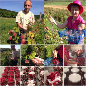 Cueillette des framboises à l'eau-de-vie Bio directement dans les pots dans les champs