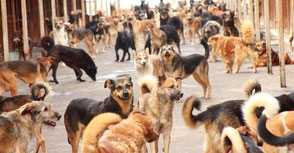 Hilfsprojekte für Straßenhunde in Russland