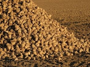 Sugar Beets by Sandro Almir Immanuel  / pixelio.de 