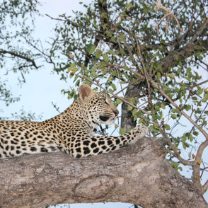 Leopard im Sabi Sand Wildreservat