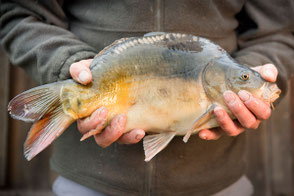 Karpfen vom Fischhof Bächer