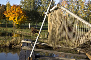 Netzwerk Fischhof Bächer