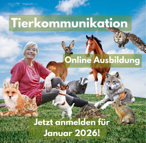 Tierkommunikations Diplomausbildung online mit Diplom. Mit Sabrina Wunderli, Spirit Meeting