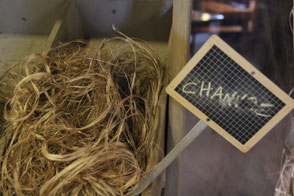 tissage du chanvre en terre de tisseurs