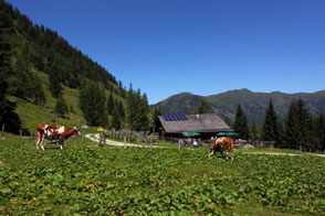 Hirschgrubenalm in Hüttschlag