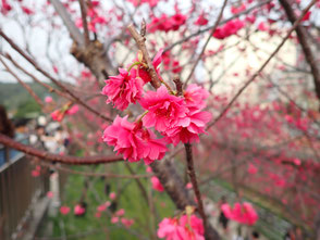 台湾　台北　活楽公園　桜　お花見　台湾旅行記　菜ちゃんのページ