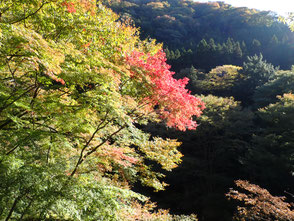 ちょっとだけ赤くなった紅葉