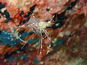 ソリハシコモンエビ（Rock shrimp）