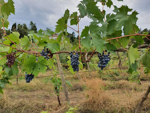 vineyard vigneto weingarten bio