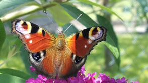 RUNA Schmetterling