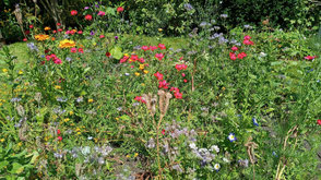 Eine mehrjährige Wildblumenwiese anlegen