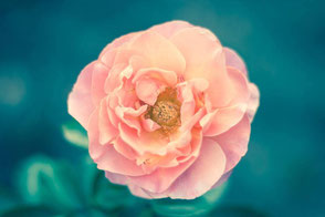 Rosa Rose 